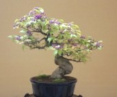 bonsai callicarpa